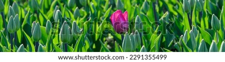 Field of tulips still in bud with one backlit pink tulip in bloom, as a nature background

