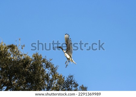 The Picture of Australian white Ibis was spreading its wings to land on a tree branch.