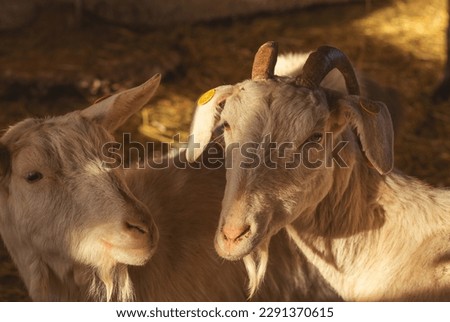 Goats on animal farm. High quality photo