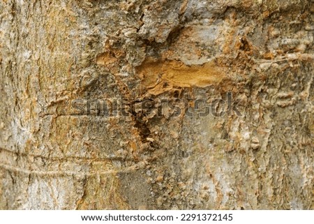 Photography of exotic tree textures. Concept of nature and trees...