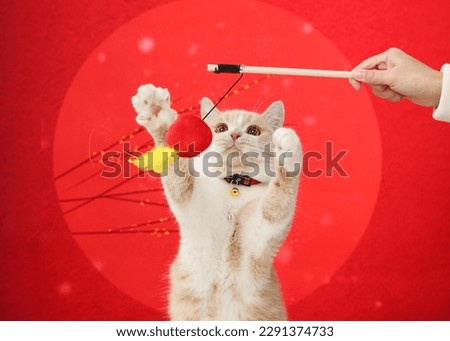 Pets in Chinese New Year themed picture, pets in clothes, red festive theme, closeup