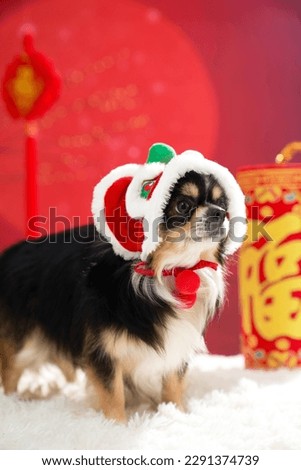 Pets in Chinese New Year themed picture, pets in clothes, red festive theme, closeup(Translation: The word "福" means auspiciousness and blessing)