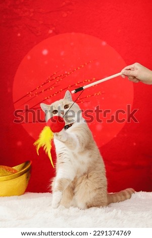 Pets in Chinese New Year themed picture, pets in clothes, red festive theme, closeup