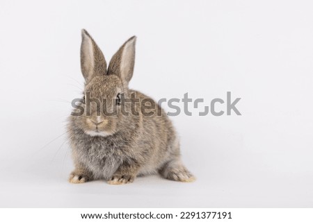 Healthy lovely baby bunny easter brown rabbit on white nature background. Cute fluffy rabbit, animal symbol of easter day festival. Happy new year rabbit zodiac Chinese year.