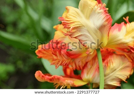the very nice colorful spring flower close up in the sunshine