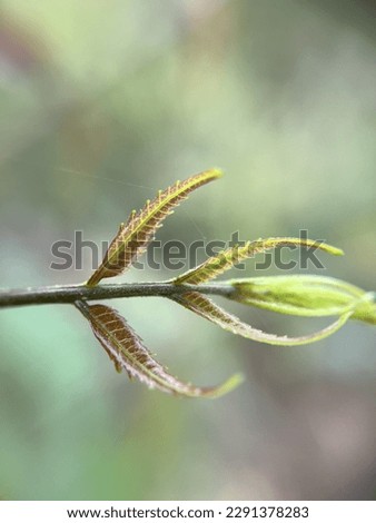 close up picture of neem leaf.