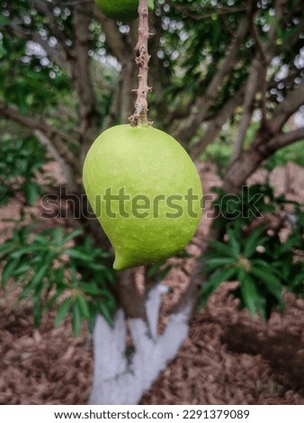 Single fresh Mango Image JPEG