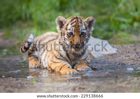 Small tiger cub lying in water Royalty-Free Stock Photo #229138666