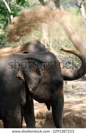 two Indian elephant (Elephas maximus indicus) near Kanchanaburi, Thailand taking a dust bath together