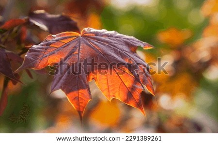 Brown Leaves Nature of Forest Beautiful Picture with blurred background