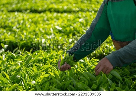 Tea picker picking tea leaf on the tea plantation