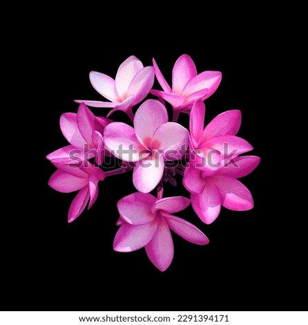 Plumeria or Frangipani or Temple tree flower. Close up pink-purple frangipani flowers bouquet isolated on black background.