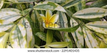 Plumeria flowers or bunga kamboja or frangipani with green leaves on background. For spa and therapy flower, Frangipani, Plumeria, Temple Tree, Graveyard Tree