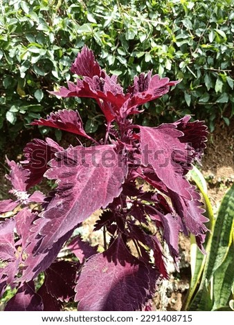 Coleus plants or miana leaves have very good benefits, they contain vitamins A and C which can boost immunity
