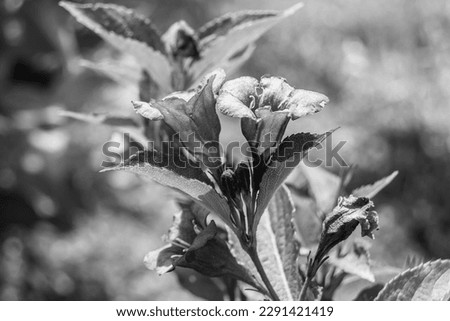 Photography on theme beautiful wild growing flower weigela on background meadow, photo consisting of wild growing flower weigela to grass meadow, wild growing flower weigela at herb meadow countryside Royalty-Free Stock Photo #2291421419