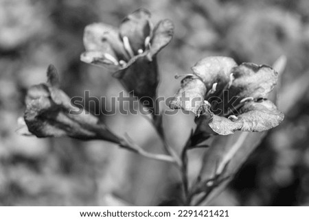 Photography on theme beautiful wild growing flower weigela on background meadow, photo consisting of wild growing flower weigela to grass meadow, wild growing flower weigela at herb meadow countryside Royalty-Free Stock Photo #2291421421