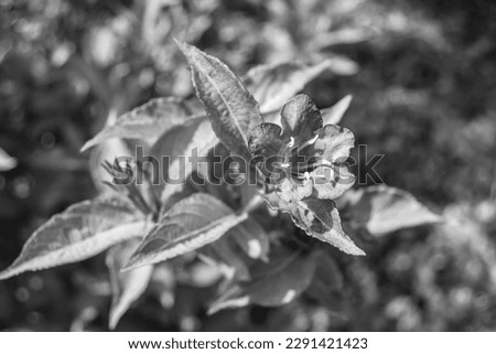 Photography on theme beautiful wild growing flower weigela on background meadow, photo consisting of wild growing flower weigela to grass meadow, wild growing flower weigela at herb meadow countryside Royalty-Free Stock Photo #2291421423
