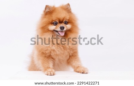 Portrait Pomeranian dog is sitting at the table on gray background. Free space for text. Cute smiling pet licking lips and asks for food. Royalty-Free Stock Photo #2291422271
