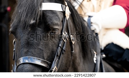 Close-up on a Royal Horse Guards horse on sentry duty Royalty-Free Stock Photo #2291422807
