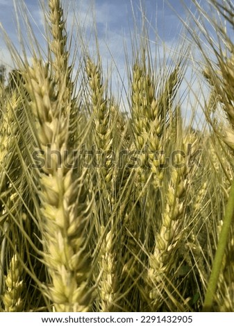Wheat crop view in farm in sun light with blue and cloudy sky background. 