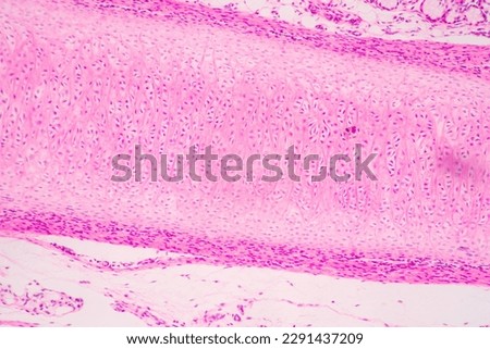 Anatomy and Histological Bone, Elastic cartilage human and Joint of human foetus under the microscope for education. Royalty-Free Stock Photo #2291437209