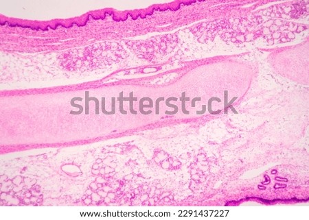 Anatomy and Histological Bone, Elastic cartilage human and Joint of human foetus under the microscope for education. Royalty-Free Stock Photo #2291437227