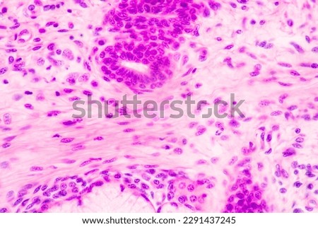 Anatomy and Histological Bone, Elastic cartilage human and Joint of human foetus under the microscope for education. Royalty-Free Stock Photo #2291437245