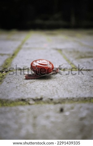 A portrait picture of a small snail that is moving on the ground