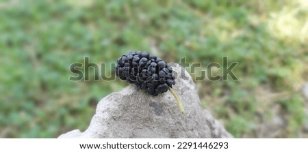 Mulberry black fruit   closeup  picture  in park .
