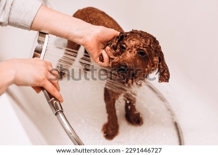 The process of washing a dog at home. A small red poodle is being washed in the bathroom. Wet dog in the bathroom