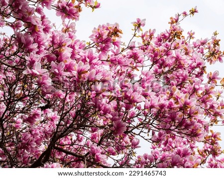 magnolia tree blooming. pink flowers