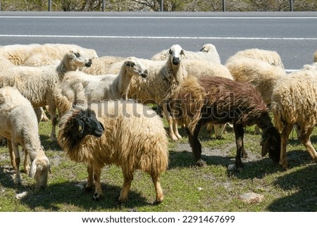 Sheep grazing on the side of the road, pulled in Konya, Turkey. Eid-al-Adha concept.
