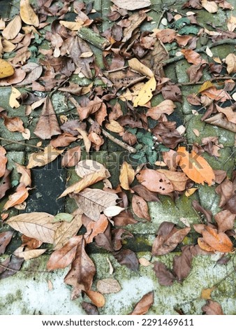 Photo of fallen leaves from trees scattered on the ground, taken from a close angle