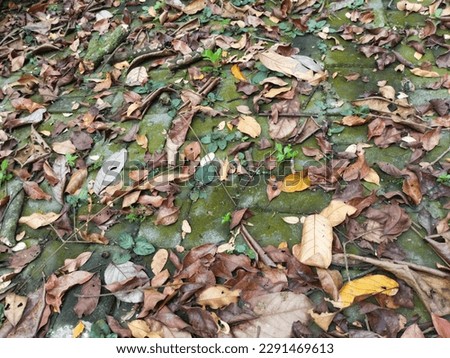Photo of fallen leaves from trees scattered on the ground, taken from a close angle