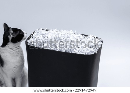 A curious kitten sniffs a plastic black bucket filled with tattered paper documents