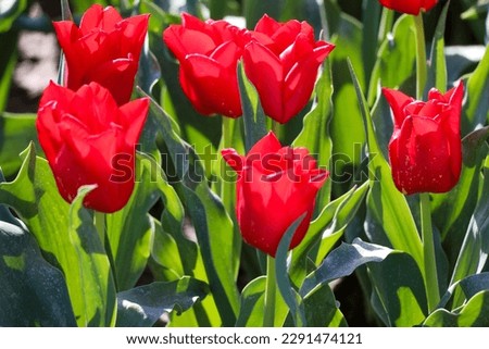 field full of red tulips on the flower bulb field on Island Goeree-Overflakkee in the Netherlands