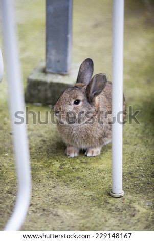 Rabbit trying to hide on the terrace