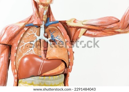 Anatomy human body model inthe class room on white background.Part of human body model with organ system.Human muscle model.Medical education concept. Royalty-Free Stock Photo #2291484043