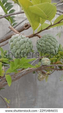 this picture take in 20 april 2023 in palu city,indonesia.Srikaya, is a plant belonging to the genus Annona originating from the tropics. Srikaya fruit is round with many-eyed skin. The flesh is white