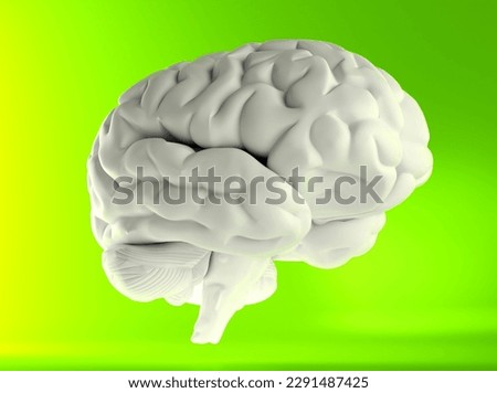 Human brain anatomical model, side view. 