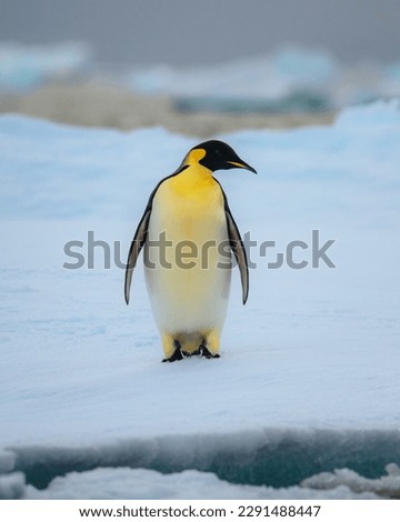 Emperor penguin in Natarctica standing and walk on snow