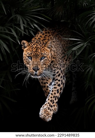 Leopard tropical jungle leaves dark background