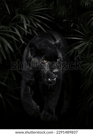 Black panther tropical jungle leaves black background