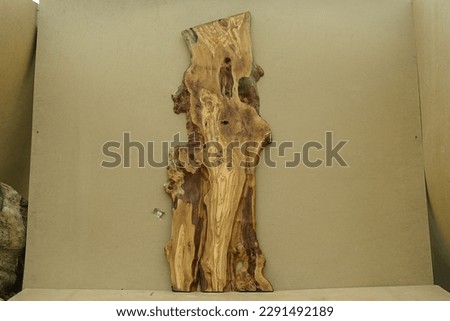 An olive tree slice photographed from the front.
