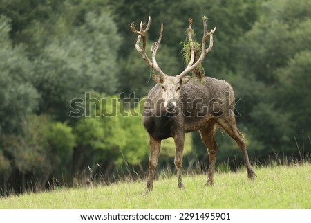 Very rare Père David's deer in autumn Royalty-Free Stock Photo #2291495901