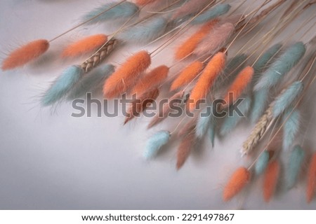 Colored ears of dry lagurus on a white background. A bouquet of dried flowers. Turquoise and orange lagurus. Fluffy plant. Interior decoration at home or in the office. Royalty-Free Stock Photo #2291497867