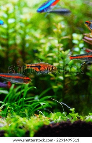 Little fish swim in the plant aqua tank.