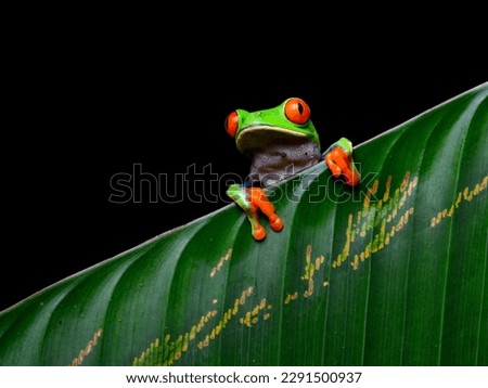 Red-eyed tree frog with bright vivid colors at night in tropical rainforest treefrog in jungle Costa Rica  