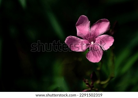 Oxalis articulata, known as pink sorrel flower. Flower of clover. Seletive focus. Macro flower photography.