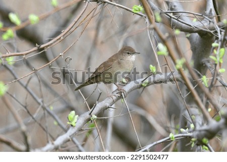Various close-up pictures of Savi's warbler (Locustella luscinioides) sitting on a silver sucker bush and singing mating calls
